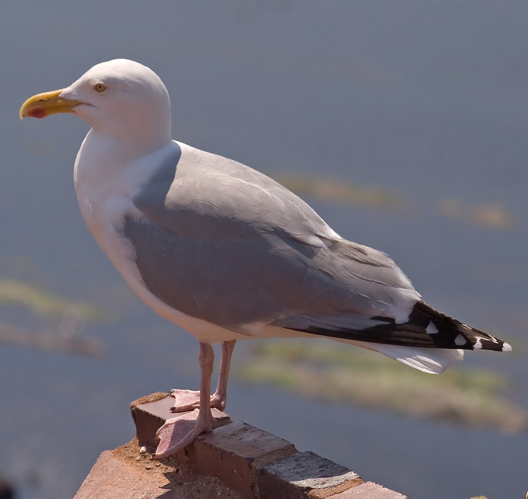 Larus argentatus